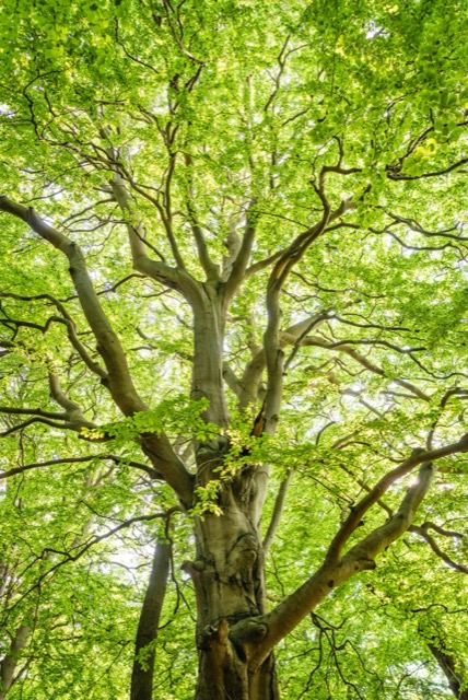 Grote tuinen, onze specialiteit - Francis Boomverzorging en Tuinonderhoud