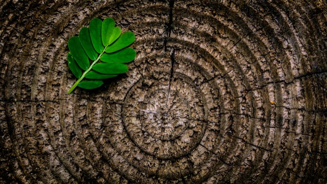 Hakselen en tuinonderhoud - Francis Boomverzorging en Tuinonderhoud